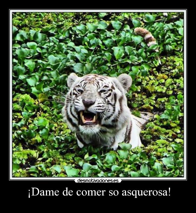 carteles tigre desmotivaciones