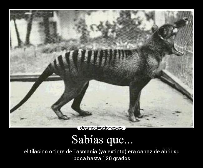 Sabías que... - el tilacino o tigre de Tasmania (ya extinto) era capaz de abrir su
boca hasta 120 grados