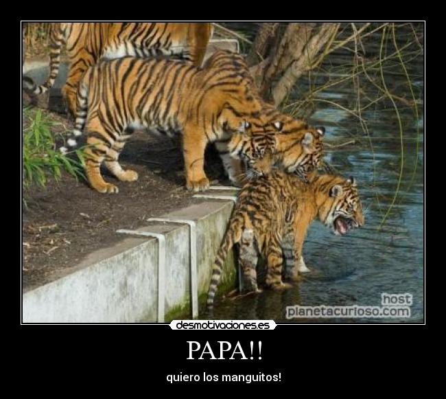 PAPA!! - quiero los manguitos!