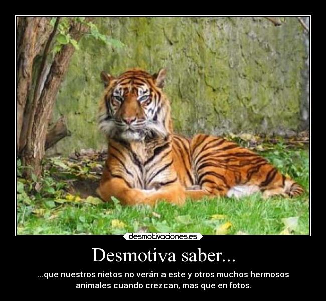 Desmotiva saber... - ...que nuestros nietos no verán a este y otros muchos hermosos
animales cuando crezcan, mas que en fotos.
