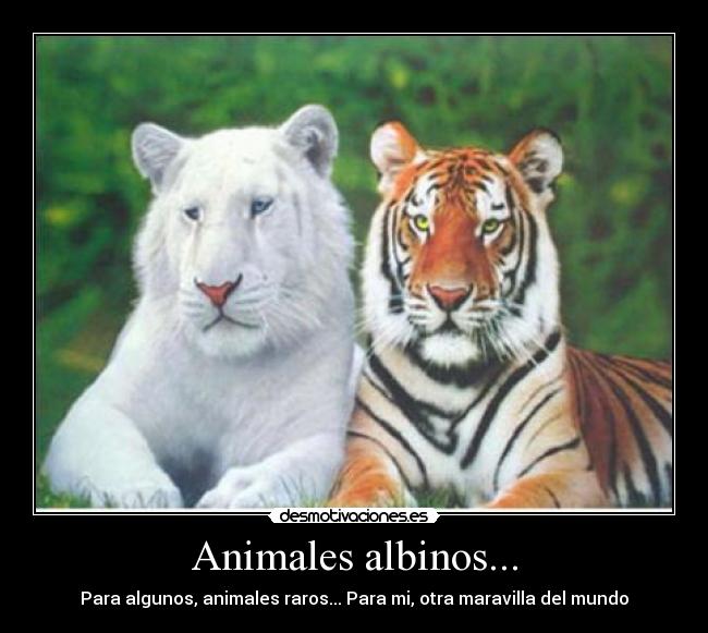 Animales albinos... -