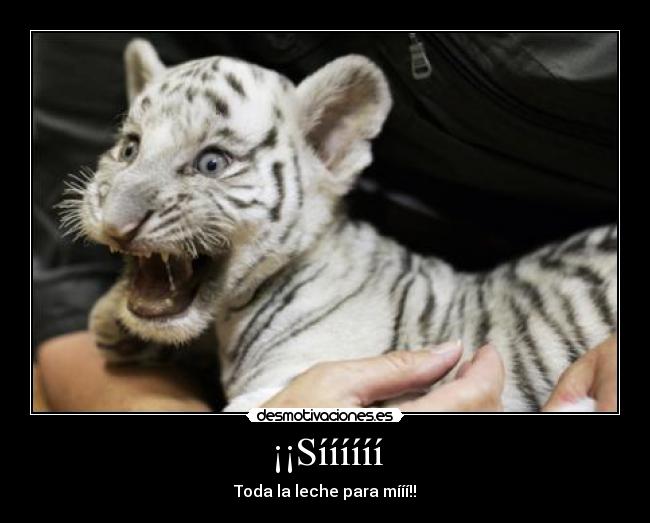 ¡¡Síííííí - Toda la leche para mííí!!