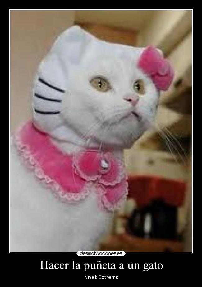 Hacer la puñeta a un gato - 