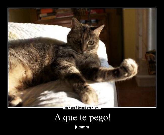 carteles gatitooo desmotivaciones