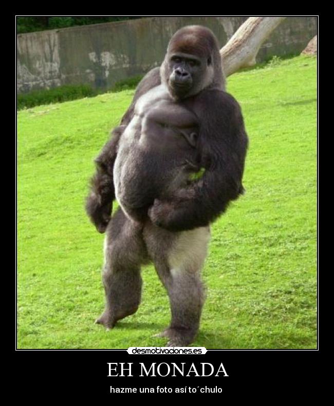 EH MONADA - hazme una foto así to´chulo 