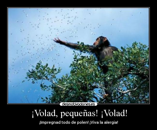 ¡Volad, pequeñas! ¡Volad! - 