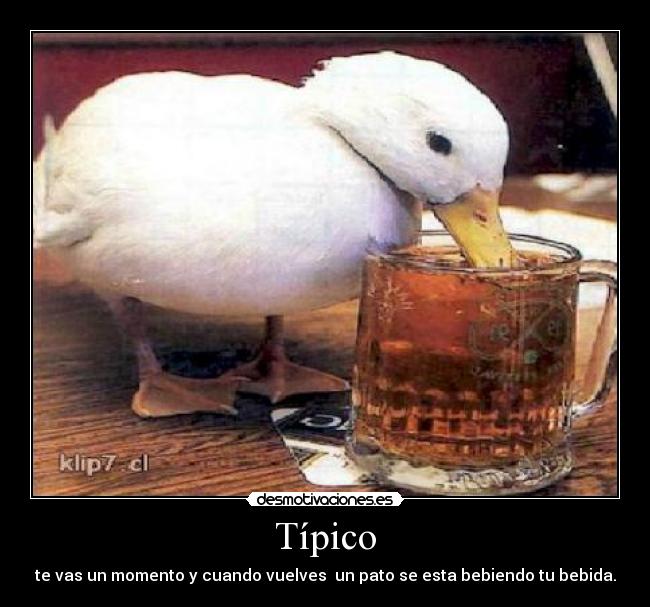 carteles patito desmotivaciones