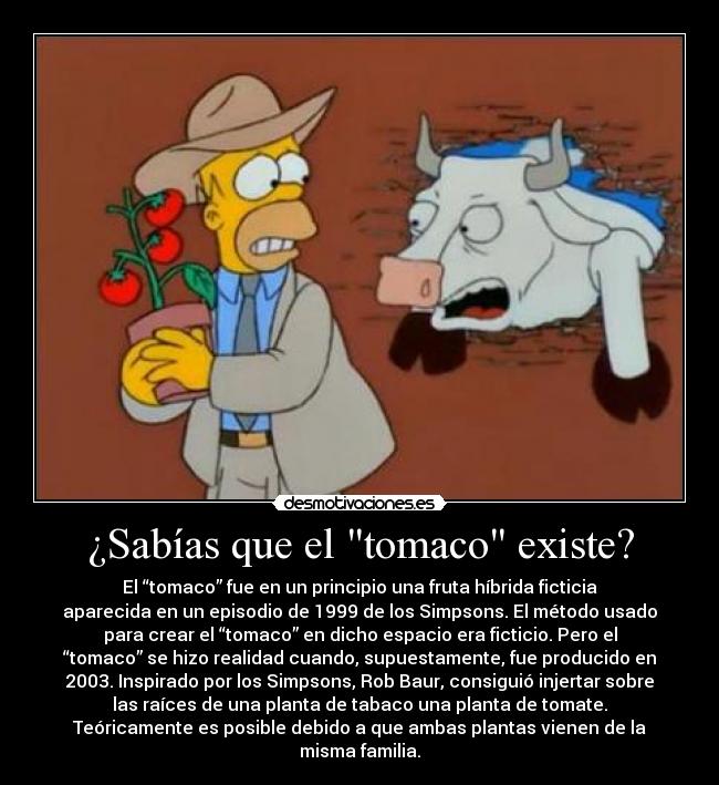 ¿Sabías que el tomaco existe? - El “tomaco” fue en un principio una fruta híbrida ficticia
aparecida en un episodio de 1999 de los Simpsons. El método usado
para crear el “tomaco” en dicho espacio era ficticio. Pero el
“tomaco” se hizo realidad cuando, supuestamente, fue producido en
2003. Inspirado por los Simpsons, Rob Baur, consiguió injertar sobre
las raíces de una planta de tabaco una planta de tomate.
Teóricamente es posible debido a que ambas plantas vienen de la
misma familia.