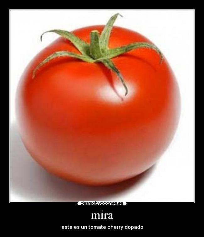 mira - este es un tomate cherry dopado