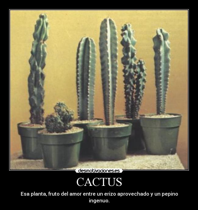 CACTUS -