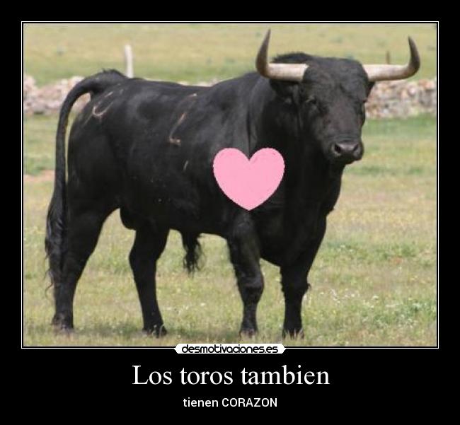 Los toros tambien - tienen CORAZON