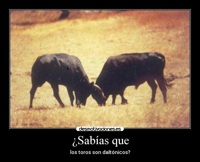 ¿Sabías que - los toros son daltónicos?