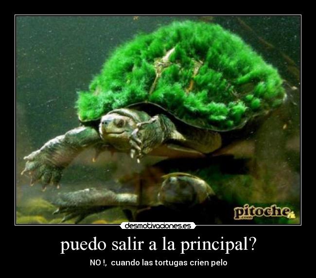 carteles tortuga desmotivaciones