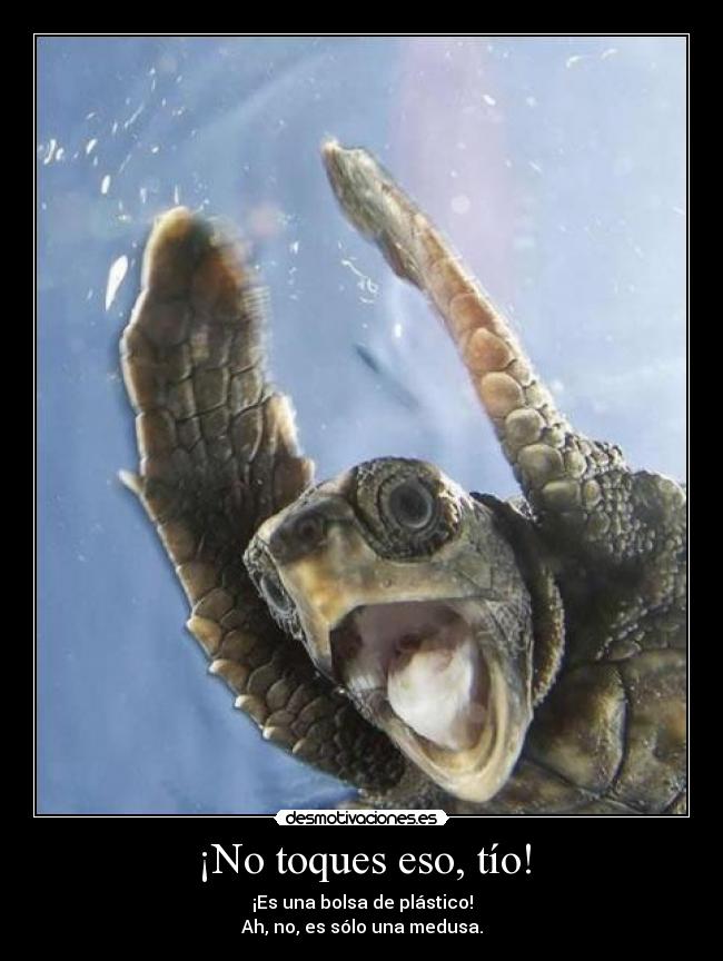 ¡No toques eso, tío! - ¡Es una bolsa de plástico!
Ah, no, es sólo una medusa.