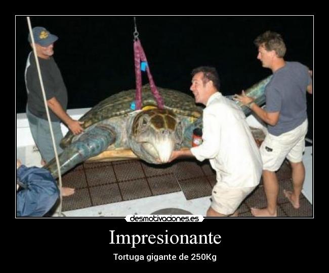 Impresionante - Tortuga gigante de 250Kg