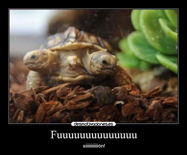 Fuuuuuuuuuuuuuu - siiiiiiiiiiión!