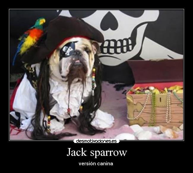 Jack sparrow - versión canina