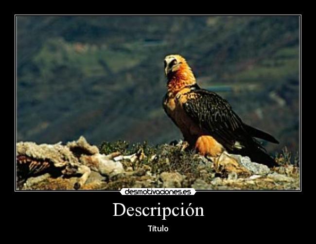 Descripción - Título