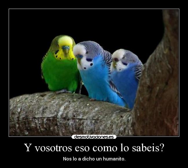 Y vosotros eso como lo sabeis? - Nos lo a dicho un humanito.