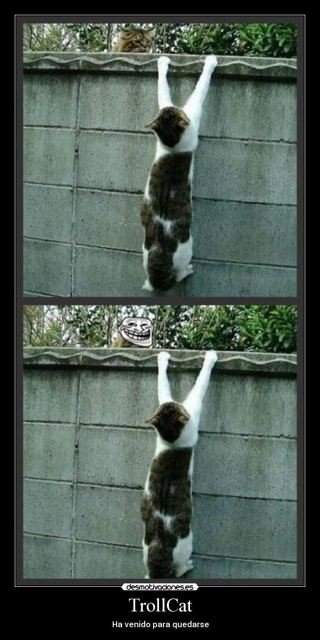 carteles gatoscaido troll trollcat desmotivaciones