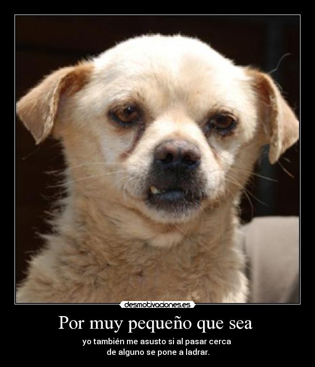 Por muy pequeño que sea  - yo también me asusto si al pasar cerca 
de alguno se pone a ladrar.