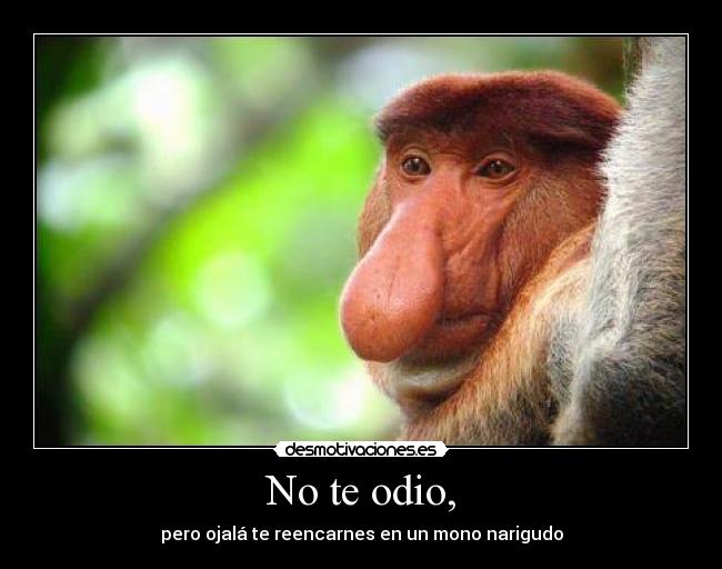 No te odio, -