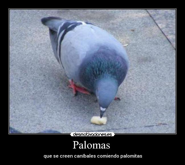 Palomas  - 
