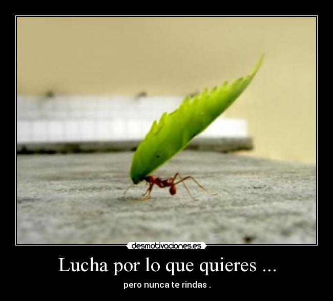 Lucha por lo que quieres ... - pero nunca te rindas .