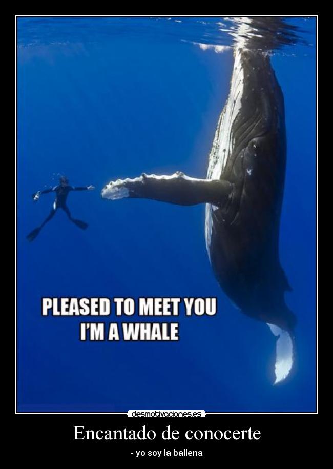 carteles whale desmotivaciones