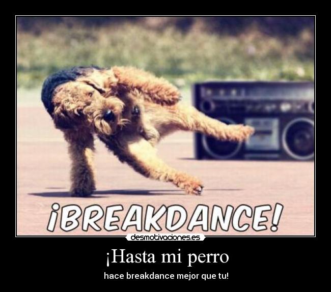 ¡Hasta mi perro - hace breakdance mejor que tu!