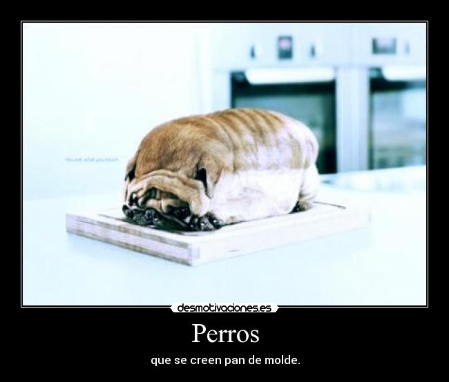 Perros - 