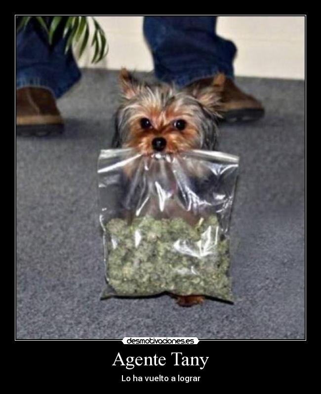 Agente Tany - Lo ha vuelto a lograr