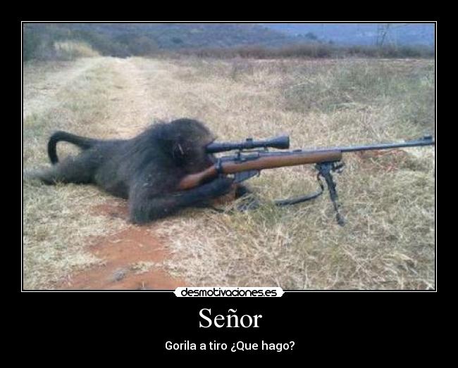 Señor - Gorila a tiro ¿Que hago?