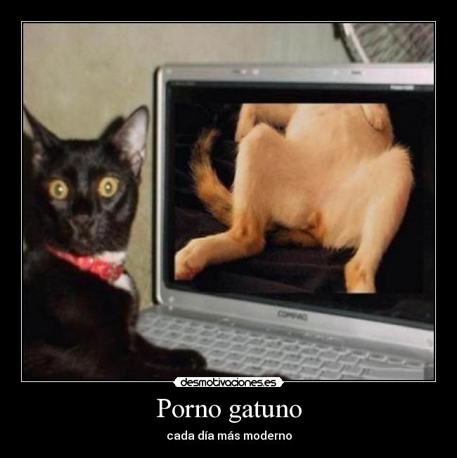Porno gatuno - 