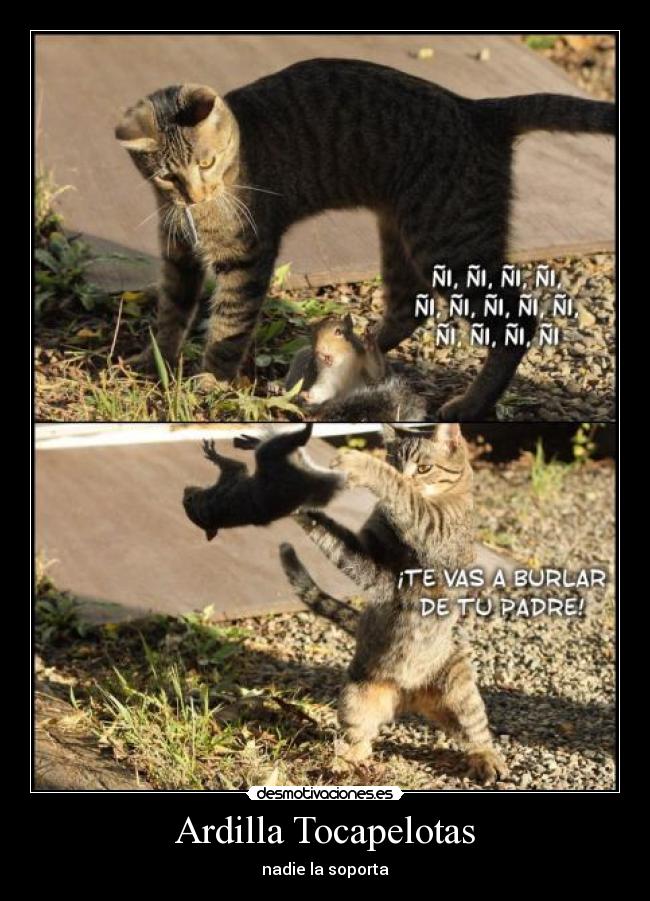 Ardilla Tocapelotas - nadie la soporta