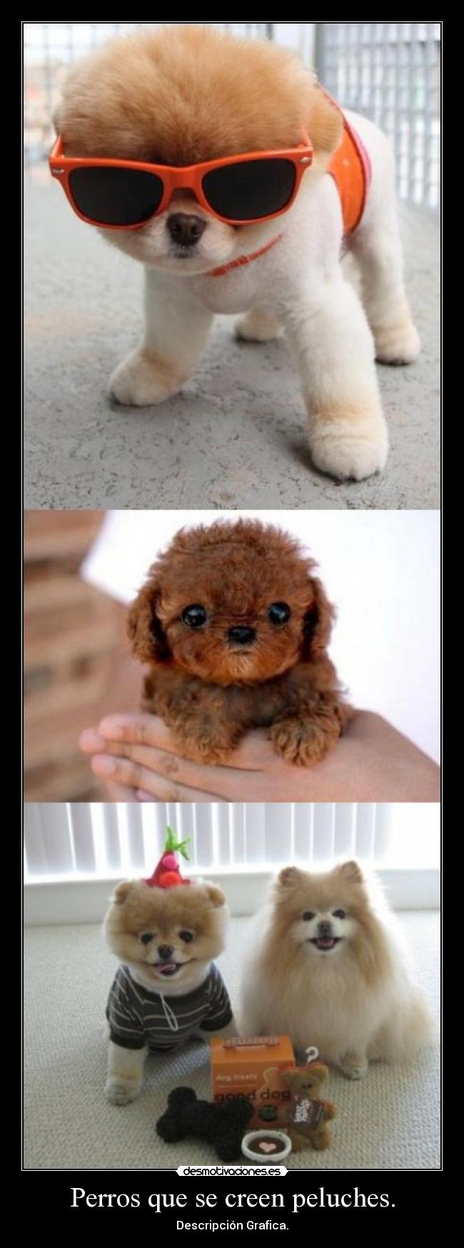 Perros que se creen peluches. - Descripción Grafica.