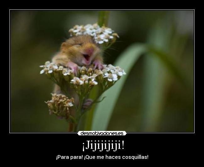 ¡Jijijijiji! - 
