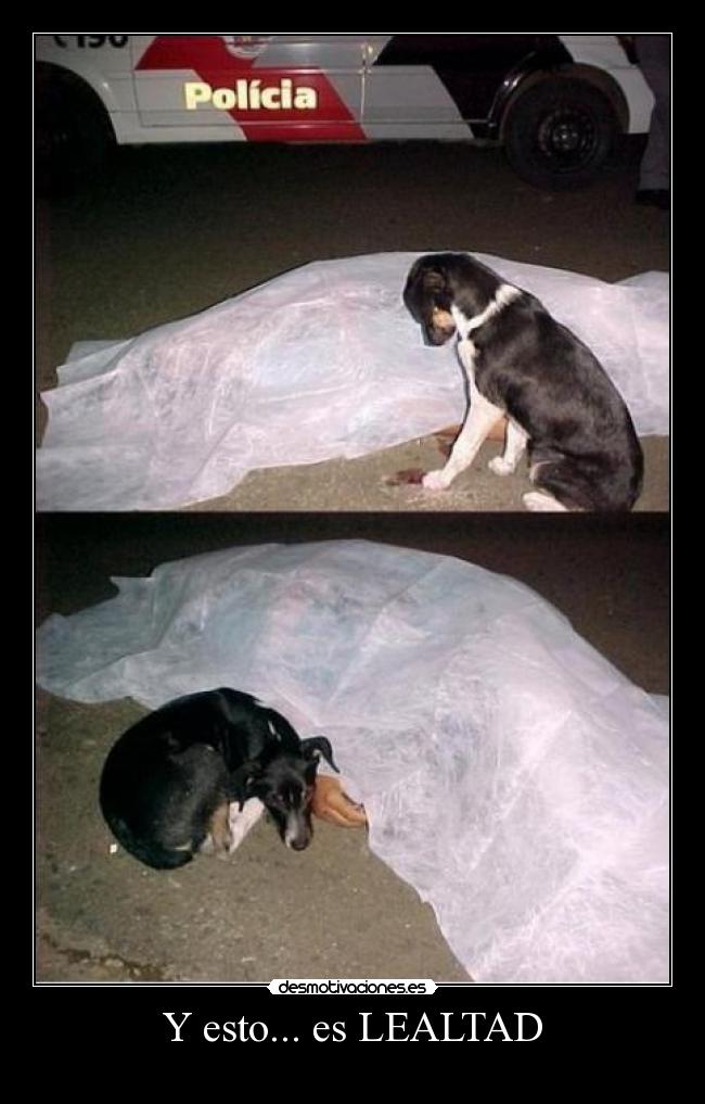 Y esto... es LEALTAD - 