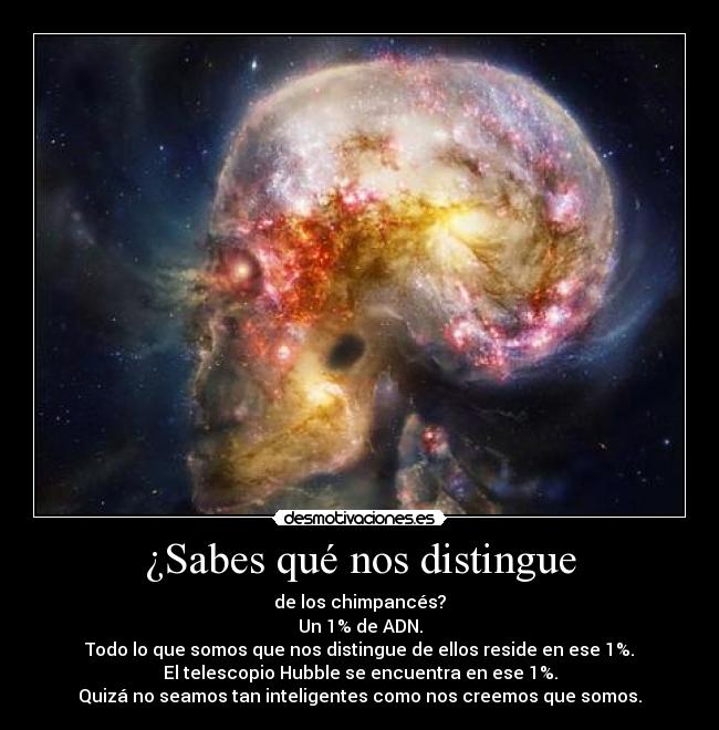 ¿Sabes qué nos distingue - de los chimpancés?
Un 1% de ADN.
Todo lo que somos que nos distingue de ellos reside en ese 1%.
El telescopio Hubble se encuentra en ese 1%.
Quizá no seamos tan inteligentes como nos creemos que somos.