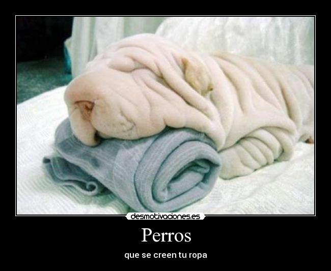 Perros - que se creen tu ropa