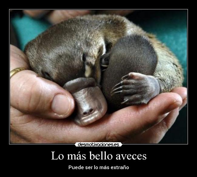 carteles ornitorrinco desmotivaciones