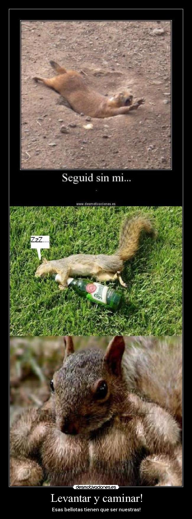 Levantar y caminar! - Esas bellotas tienen que ser nuestras!