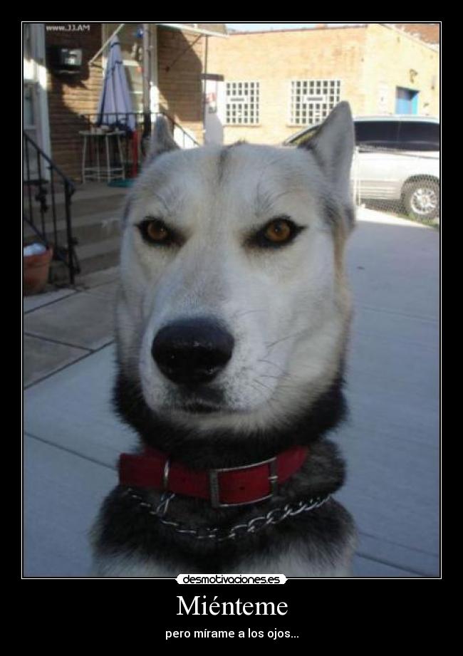 carteles mentirmentiralyeatreveteatreverseojosperroperritoserio desmotivaciones