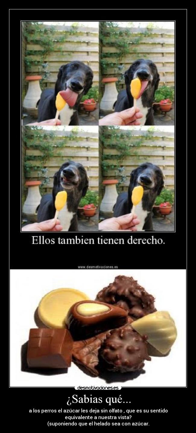 ¿Sabias qué... - a los perros el azúcar les deja sin olfato , que es su sentido
equivalente a nuestra vista?
(suponiendo que el helado sea con azúcar.