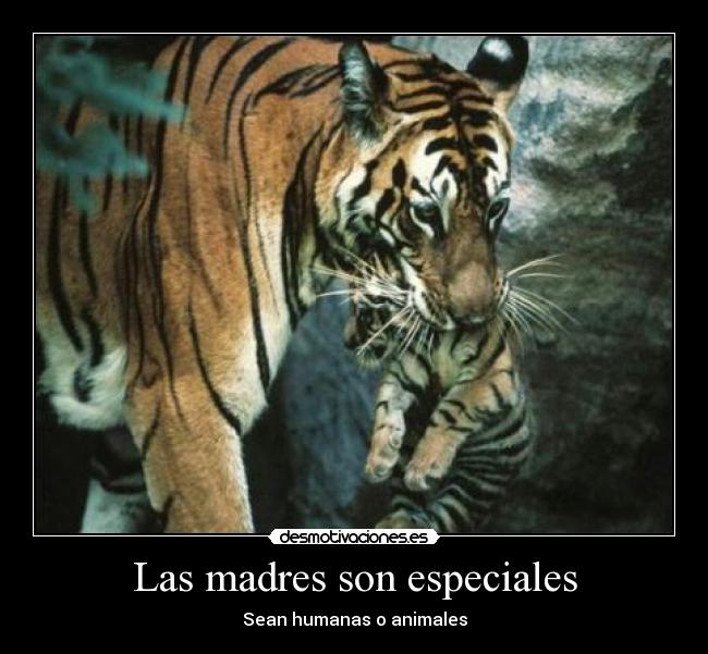 Las madres son especiales -