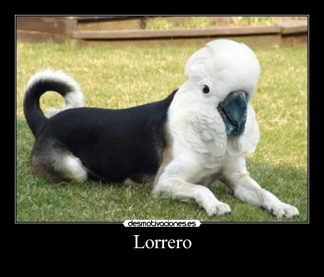 Lorrero -