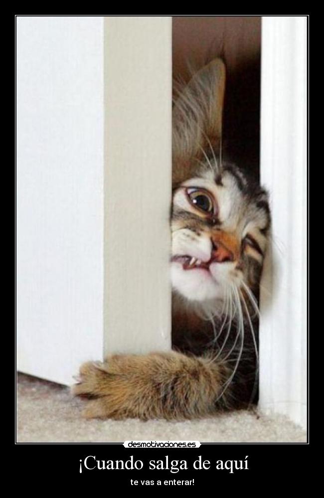 carteles gatos desmotivaciones