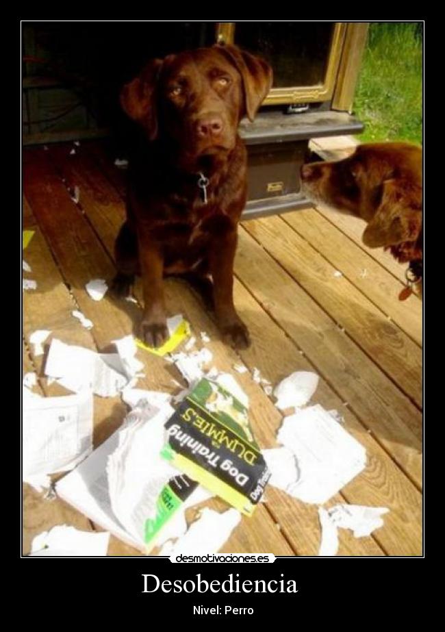 Desobediencia - Nivel: Perro