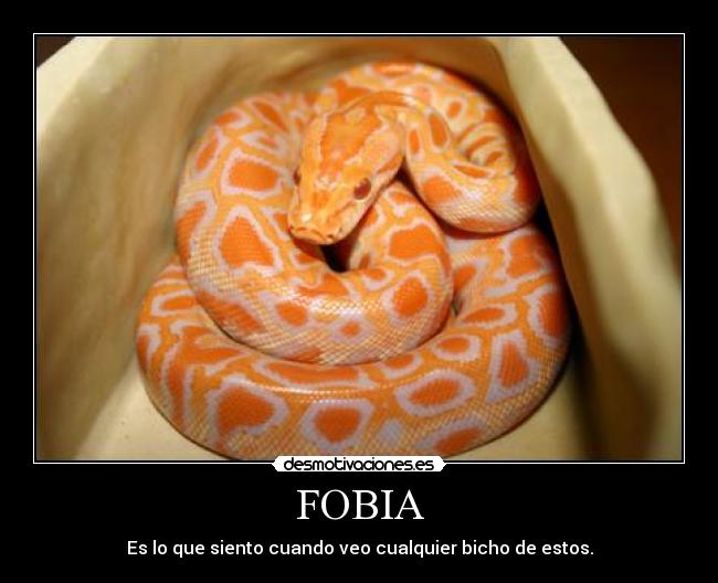 FOBIA - Es lo que siento cuando veo cualquier bicho de estos.
