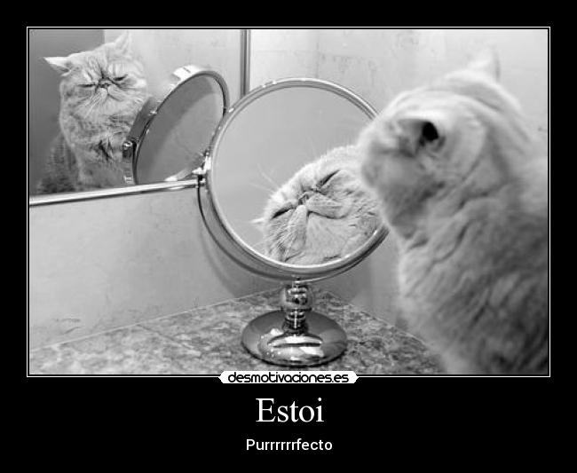Estoi - Purrrrrrfecto